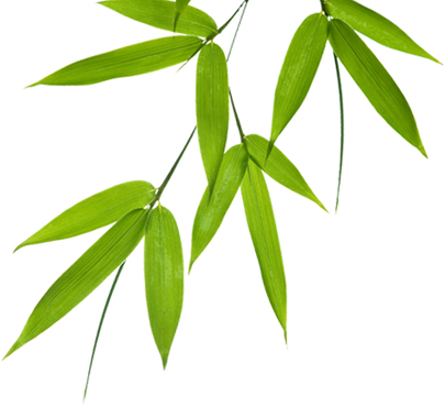 Download Bamboo Leaves Png Image - Bamboo Leaves Png